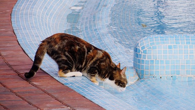 Cat By Swimming Pool