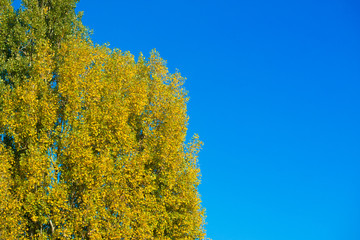 Fototapeta premium Autumn yellow and green trees against the vivid blue sky