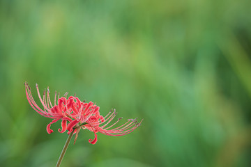 朝露のついた彼岸花