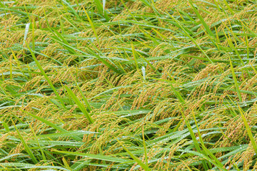 雨に濡れる稲穂