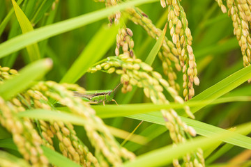 稲に潜むコバネイナゴ