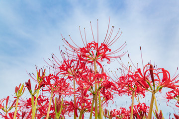 空に向かって咲く彼岸花