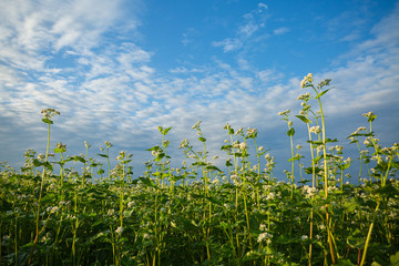 満開の蕎麦の花畑