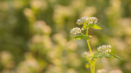 蕎麦の花