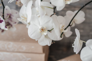 white orchid flowers