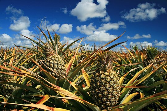 Pineapples Growing On Field Against Sky