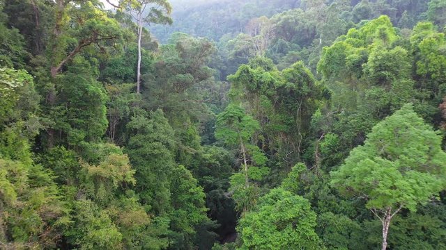 Aerial drone footage of rainforest jungle, river and waterfall. Rain forest trees canopy 