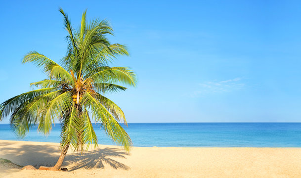 tropical palm tree on sandy beach, sea and blue sky. Beautiful view from sandy sea coast. Summer travel, adventure and sea trip vacation concept. copy space.