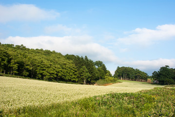 蕎麦の花咲く丘陵