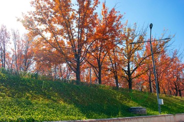 Obraz premium Autumn red trees in a row on a green hill lawn along the sidewalk