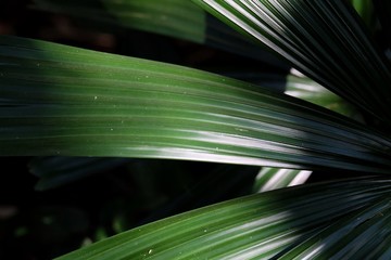 A green color of a tropical palm leave  with day light for background texture