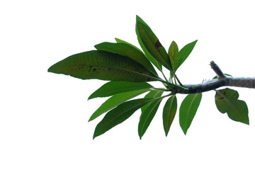 Tropical plumeria tree leaves with twig on white isolated background for green foliage backdrop 