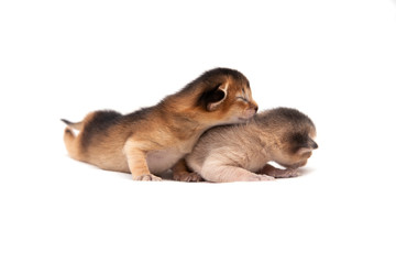 Two new born kitten isolated on white background