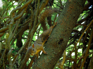 squirrel on the tree