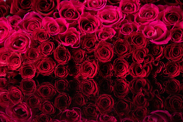 Valentines day concept. Natural red roses background.