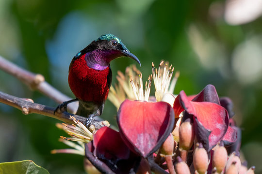 Colorful Van Hasselt's Sunbird With Purple Neck , Green Head And Red Body Color. 