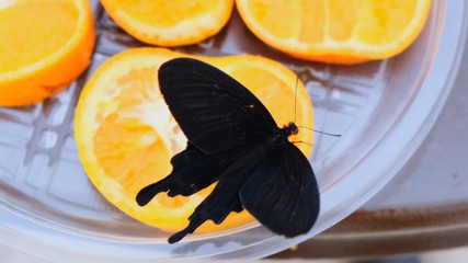 Close-up side view a black butterfly drinks nectar on citrus fruits. Butterfly on oranges