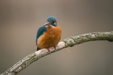 Common Kingfisher (Alcedo atthis)