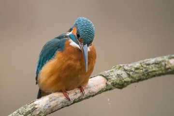 Common Kingfisher (Alcedo atthis)