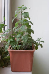 Melissa officinalis or lemon mint herb growing on a window sill in a private apartment. Vertical
