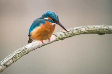Common Kingfisher (Alcedo atthis)