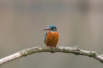 Common Kingfisher (Alcedo atthis)