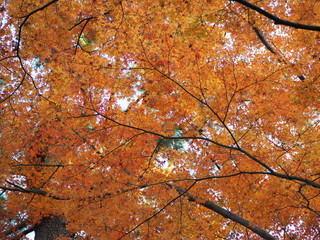紅葉 red leaves 秋の訪れ