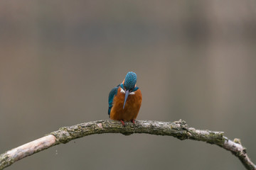 Common Kingfisher (Alcedo atthis)