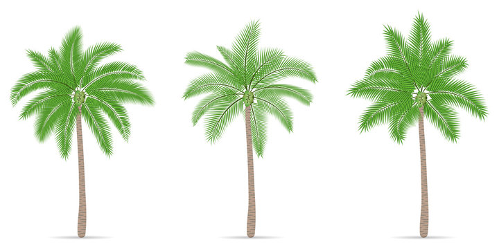 Three coconut tree with branch isolated on white background.Tropical plant green leaf.Palm flat icon.Vector.Illustration.