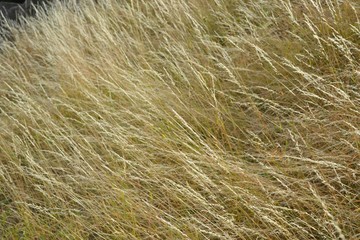 Tall yellow wild grass faded by the heat