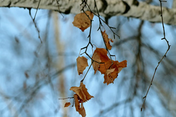 branch of a tree