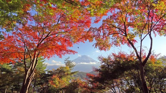 Mountain Fuji with red maple leaves or fall foliage in colorful autumn season near Fujikawaguchiko, Yamanashi. Five lakes. Trees in Japan with blue sky. Nature landscape background