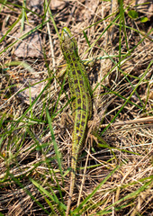A green lizard is hiding in the grass in nature