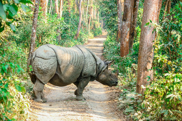 Rhino of Chitwan national park nepal
