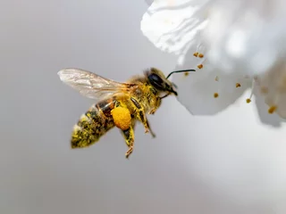 Deurstickers Bij Een bij verzamelt honing van een bloem