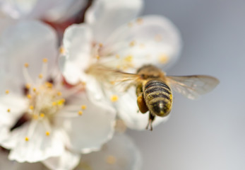 A bee collects honey from a flower