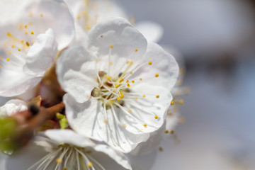 Fototapeta na wymiar Beautiful apricot flowers in nature