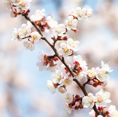 Beautiful apricot flowers in nature