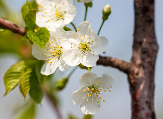 White flowers on a fruit tree on nature