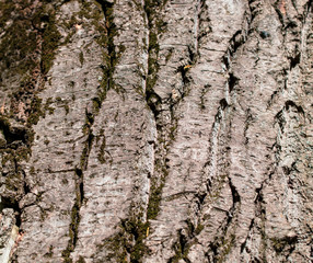 Tree bark as an abstract background