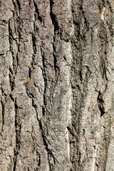 Tree bark as an abstract background