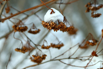 branch of a tree in snow
