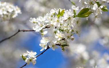 White flowers on a fruit tree on nature