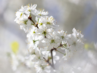 White flowers on a fruit tree on nature