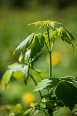 Green leaves on a tree on nature
