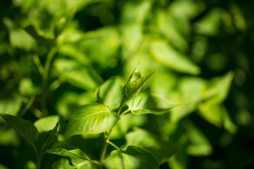 Green leaves on a tree on nature
