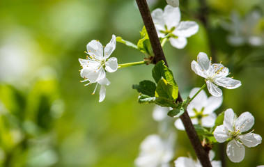 White flowers on a fruit tree on nature