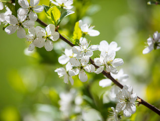 White flowers on a fruit tree on nature