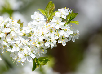Obraz premium White flowers on a fruit tree on nature
