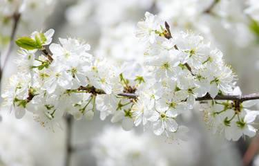 Naklejka premium White flowers on a fruit tree on nature